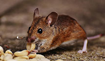 24 Hour & Emergency Exterminators in Mt Hermon, MA